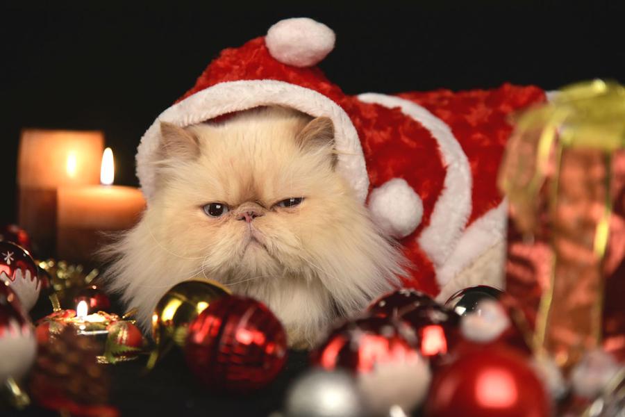 Foto: Amin Alizadeh/unsplash