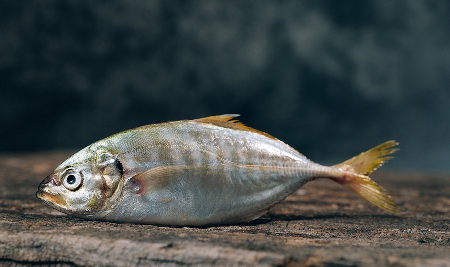 Fisch ist nach den katholischen Speisegeboten am Karfreitag erlaubt, Fleisch aber nicht. | Foto: Hoan Vo (unsplash.com)