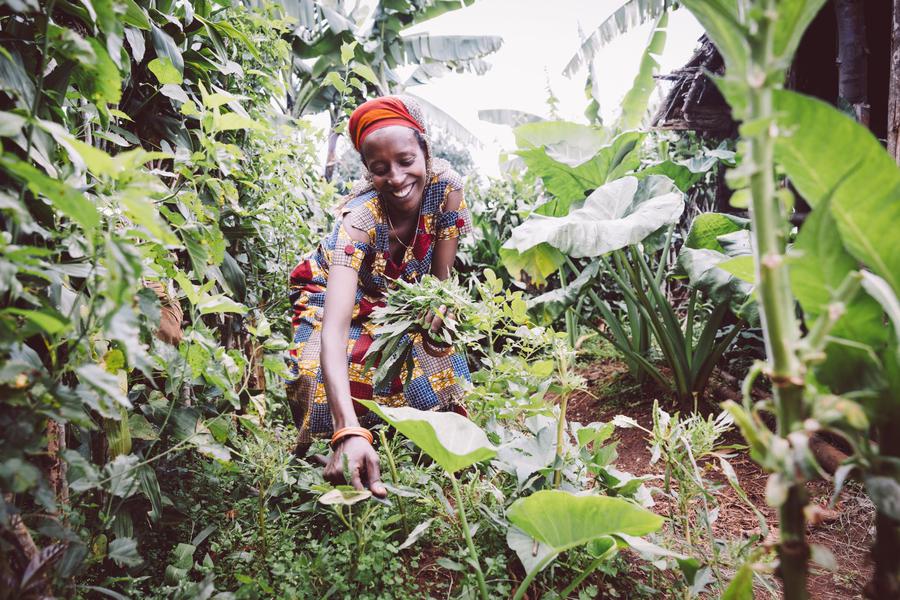 Kräuterernte in Burundi I Foto: Brot für die Welt