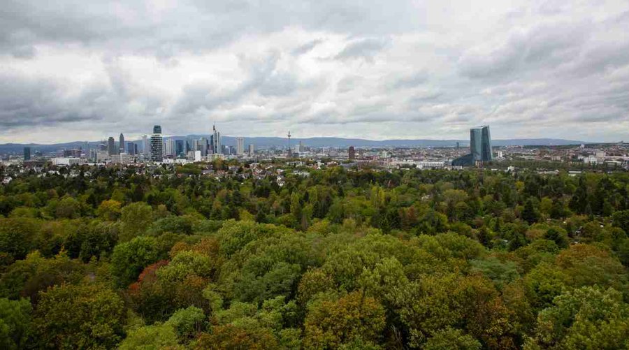 Die meisten Bäume sind nicht mehr zu retten: Im Stadtwald macht sich die Klimakrise bereits bemerkbar. | Foto: Rolf Oeser