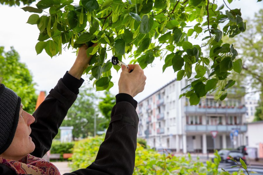 Mit einer einfachen Messung lässt sich herausfinden, welche Bäume gefährdet sind. An einem entsprechenden Projekt beteiligen sich Freiwillige aus den Kirchengemeinden im Gallus. | Foto: Rolf Oeser