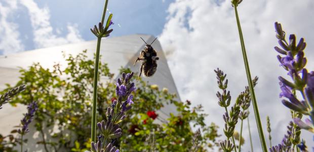 Gärten bieten auch Futter für die Bienen. Hier der Garten an der Wartburgkirche im Frankfurter Nordend.  |  Foto: Rolf Oeser